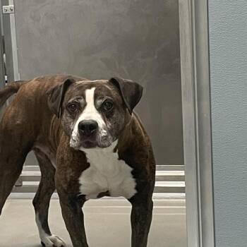 Dodger -  Boxer Dog for Adoption in Des Moines, Iowa - Dodger | PetCurious