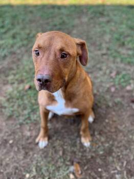 Rescue Mixed Breed Dogs for Adoption - Dracula | PetCurious