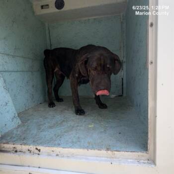 Rescue Chow Chow and Mixed Breed Dogs for Adoption in Ocala, Florida - NANA | PetCurious