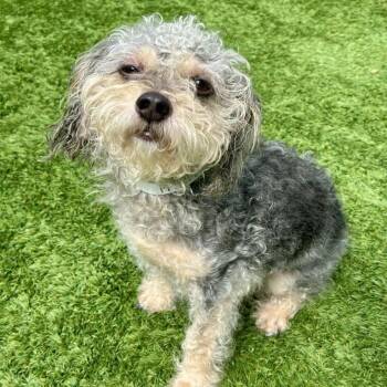 Princeton -  Mixed Breed Dog for Adoption in Matteson, Illinois - Princeton | PetCurious