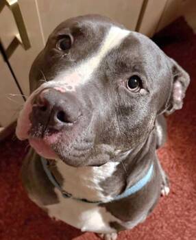 Pit Bull Terrier Dogs Available for Adoption - Tom Pitty | PetCurious