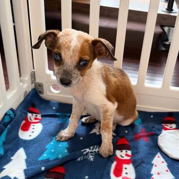 Waffle -  Beagle and Cattle Dog Dog for Adoption - Waffle | PetCurious