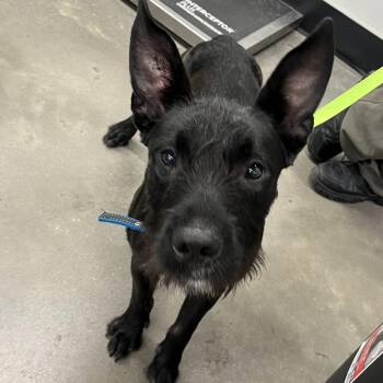 Wirehaired Terrier Dogs Available for Adoption in Tampa, Florida - Captain | PetCurious