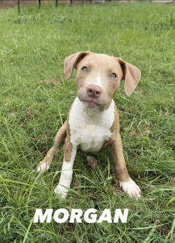 Rescue Pit Bull Terrier Dogs for Adoption in Tulsa, Oklahoma - Morgan | PetCurious