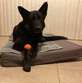 Balki -  German Shepherd Dog Dog for Adoption - Balki | PetCurious