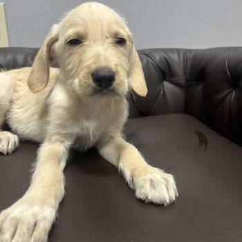 (Found) Buddy -  Terrier and Labrador Retriever Dog for Adoption in Cabot, Arkansas - (Found) Buddy | PetCurious