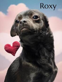 Chihuahua Dogs Available for Adoption - Roxy | PetCurious