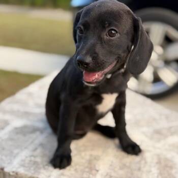 Syrab -  Spaniel and Labrador Retriever Dog for Adoption in Baton Rouge, Louisiana - Syrab | PetCurious