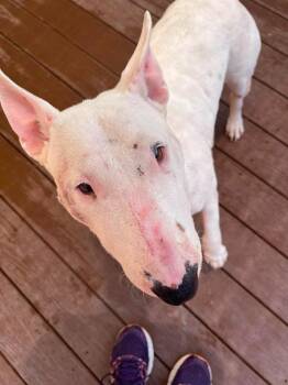 Scully -  Bull Terrier Dog for Adoption in St. Augustine, Florida - Scully | PetCurious