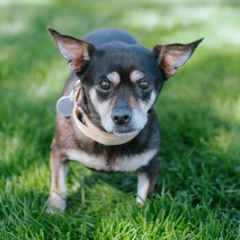 Chihuahua and Dachshund Dogs Available for Adoption in Northbrook, Illinois - Ruby | PetCurious