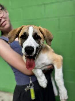 Great Pyrenees Dogs Available for Adoption in Elmsford, New York - O