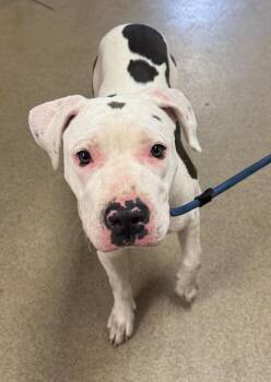 Banana Split -  Mixed Breed Dog for Adoption in Springfield, Ohio - Banana Split | PetCurious