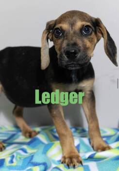 Ledger -  Hound Dog for Adoption in Irwin, Pennsylvania - Ledger | PetCurious
