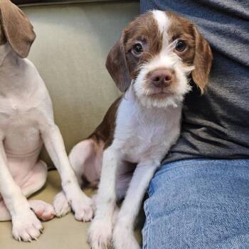 Winifred -  Pit Bull Terrier Dog for Adoption in Las Vegas, Nevada - Winifred | PetCurious