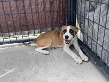 Mj -  Shepherd and Mixed Breed Dog for Adoption in Riverton, Wyoming - Mj | PetCurious