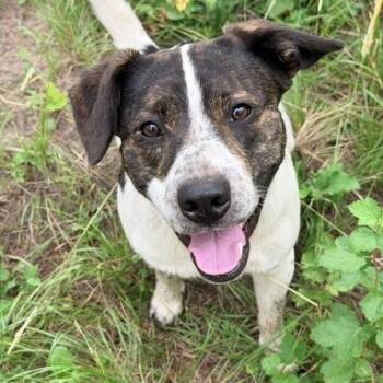 Tango -  Mixed Breed Dog for Adoption in Superior, Montana - Tango | PetCurious