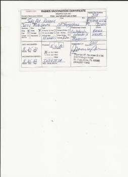 Catahoula Leopard Dog and Boxer Dogs Available for Adoption - Diesel (fka Magnum) | PetCurious