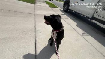Pit Bull Terrier and Mixed Breed Dogs Available for Adoption in Ocala, Florida - A382629 | PetCurious