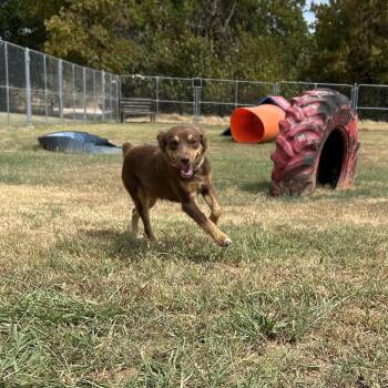 Kimimela -  Mixed Breed Dog for Adoption in Pauls Valley, Oklahoma - Kimimela | PetCurious