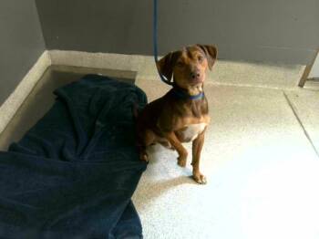 KODAK -  Beagle and Mixed Breed Dog for Adoption in Tallahassee, Florida - KODAK | PetCurious