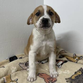 Rescue Labrador Retriever and Hound Dogs for Adoption in Kannapolis, North Carolina - Willow | PetCurious