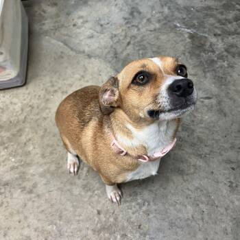 Hope -  Mixed Breed and Chihuahua Dog for Adoption in Pomeroy, Ohio - Hope | PetCurious
