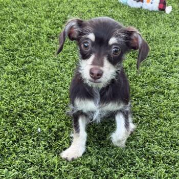 Pip -  Dachshund and Chihuahua Dog for Adoption in Las Vegas, Nevada - Pip | PetCurious