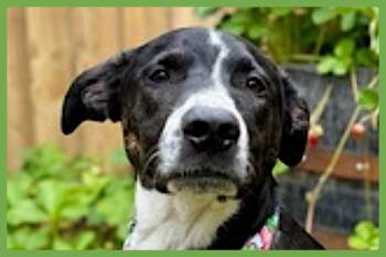 Border Collie and Hound Dogs Available for Adoption - Django | PetCurious