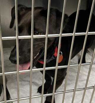 Arlo -  Dachshund Dog for Adoption in Parma, Ohio - Arlo | PetCurious