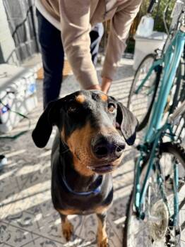 Rescue Doberman Pinscher Dogs for Adoption in Denver, Colorado - Annie | PetCurious