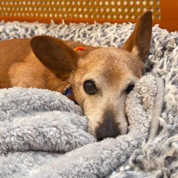 Rocky Horror 14630 -  Dachshund and Chihuahua Dog for Adoption in San Francisco, California - Rocky Horror 14630 | PetCurious