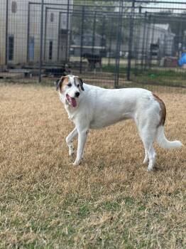 Great Pyrenees Dogs Available for Adoption - Star | PetCurious