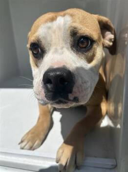 Rescue Pit Bull Terrier and Mixed Breed Dogs for Adoption in Houston, Texas - A639539 | PetCurious