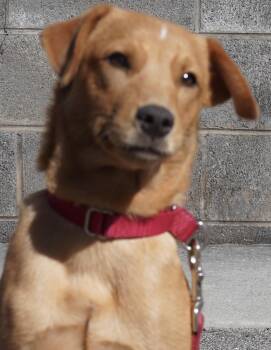 Rescue Labrador Retriever Dogs for Adoption in Pottsville, Pennsylvania - Dixie | PetCurious