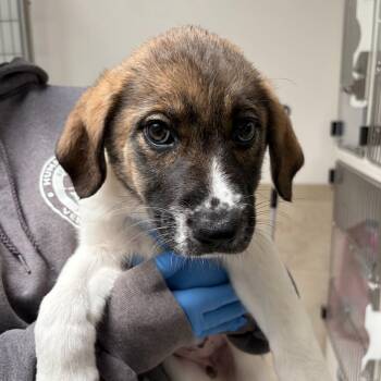 Great Pyrenees Dogs Available for Adoption in Ojai, California - Bananas | PetCurious