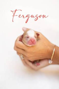 American Bulldog and Boxer Dogs Available for Adoption in Bonita, California - Mama Moo & Puppies - COMING SOON! | PetCurious