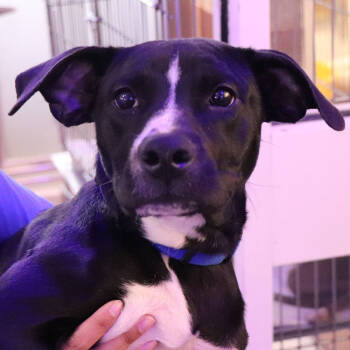 Rescue Mixed Breed Dogs for Adoption in Port Washington, New York - Urban | PetCurious