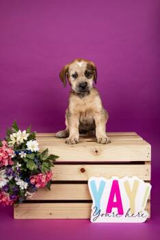 Labrador Retriever and Hound Dogs Available for Adoption - 135-26 | PetCurious