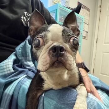 Rescue Boston Terrier Dogs for Adoption in Columbia, South Carolina - Josephine | PetCurious
