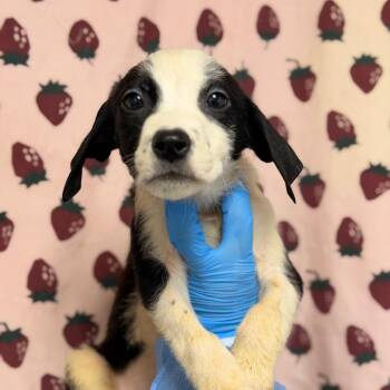 Lemmy -  Terrier and Mixed Breed Dog for Adoption in San Antonio, Texas - Lemmy | PetCurious