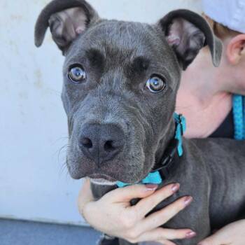 Nova -  Mixed Breed Dog for Adoption in Davenport, Iowa - Nova | PetCurious