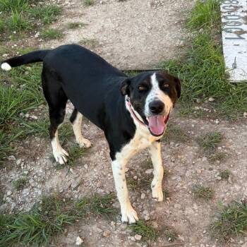 Pit Bull Terrier and Great Pyrenees Dogs Available for Adoption in San Saba, Texas - Willow | PetCurious