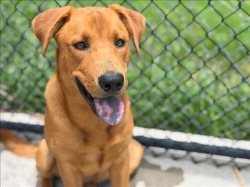 GERALD -  Labrador Retriever and Mixed Breed Dog for Adoption in Tulsa, Oklahoma - GERALD | PetCurious
