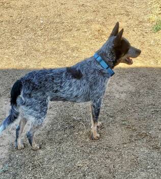 Australian Cattle Dog Blue Heeler Dogs Available for Adoption in Paso Robles, California - Indy | PetCurious