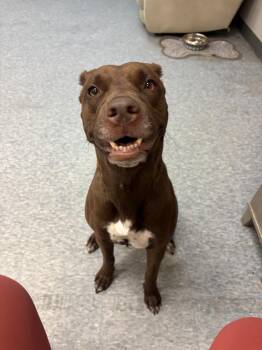 Mocha K9 -  Labrador Retriever Dog for Adoption - Mocha K9 | PetCurious