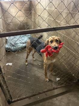 Rescue Bloodhound and Alaskan Malamute Dogs for Adoption in Petersburg, Indiana - Reese | PetCurious