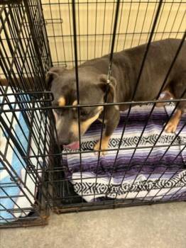 EMERALD -  American Bulldog and Pit Bull Terrier Dog for Adoption in Texas City, Texas - EMERALD | PetCurious