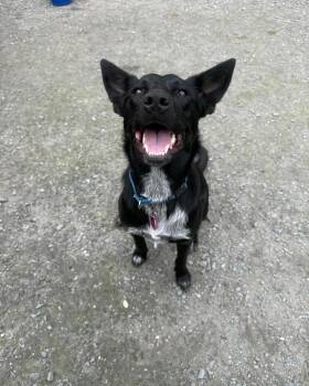 Coco -  Cattle Dog Dog for Adoption in Randolph, Vermont - Coco | PetCurious