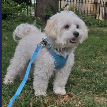 Kingsley -  Poodle Dog for Adoption in Toronto, Ontario - Kingsley | PetCurious