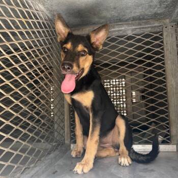 Poison Ivy -  Shepherd Dog for Adoption in Edinburg, Texas - Poison Ivy | PetCurious